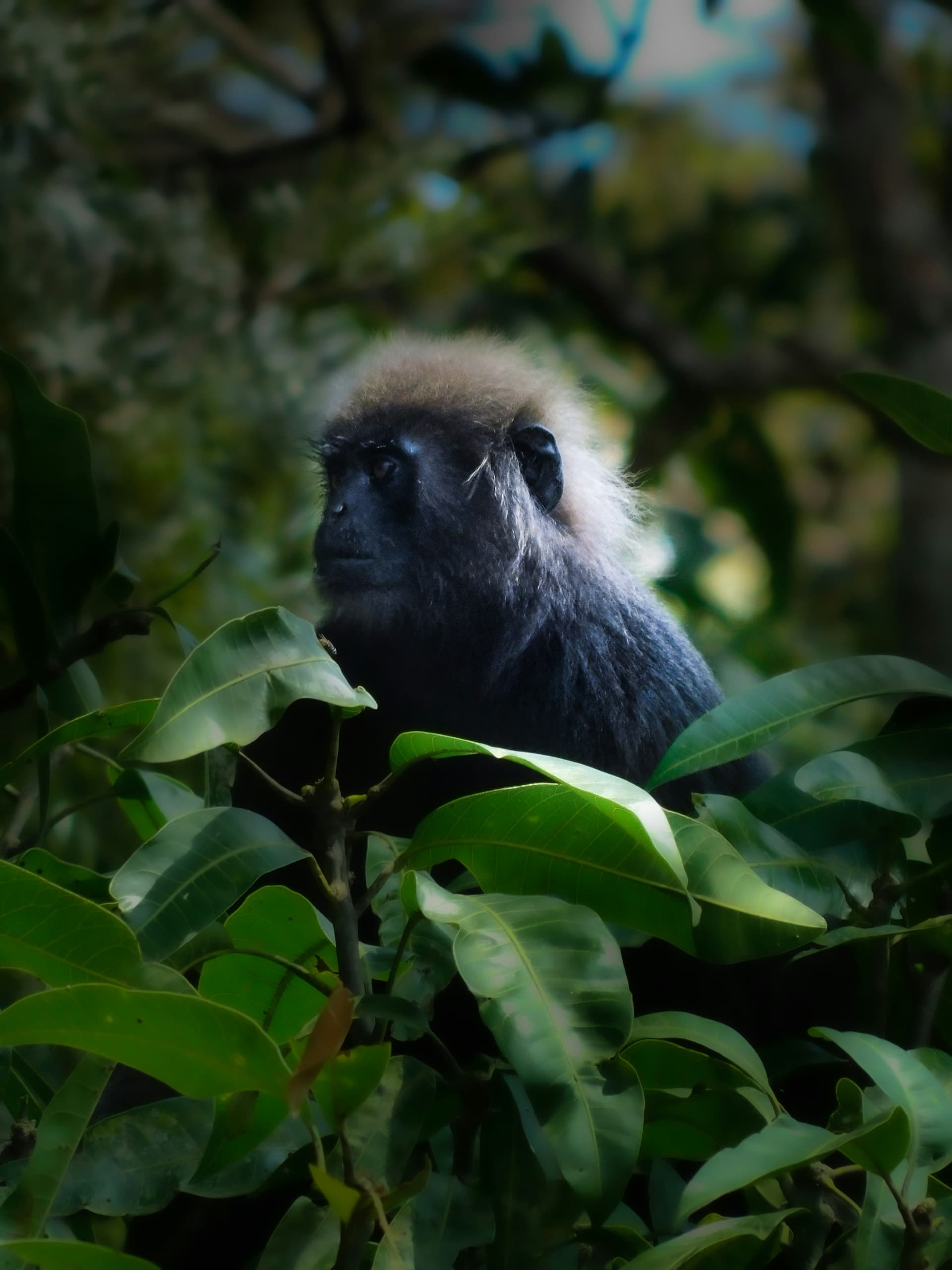 Thekkady